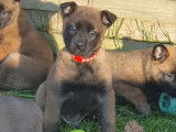 7 sublimes chiots Berger Belge Malinois inscrits au LOF à vendre