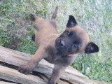 7 sublimes chiots Berger Belge Malinois inscrits au LOF à vendre