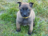 7 sublimes chiots Berger Belge Malinois inscrits au LOF à vendre