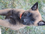 7 sublimes chiots Berger Belge Malinois inscrits au LOF à vendre