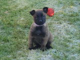 7 sublimes chiots Berger Belge Malinois inscrits au LOF à vendre