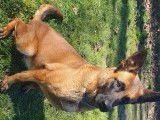 7 sublimes chiots Berger Belge Malinois inscrits au LOF à vendre