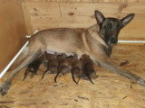 8 sublimes chiots Berger Belge Malinois inscrits au LOF à vendre