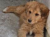 Chiots Border Aussie à vendre