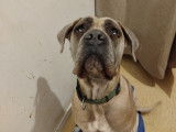 Chien adulte de race Cane Corso à donner