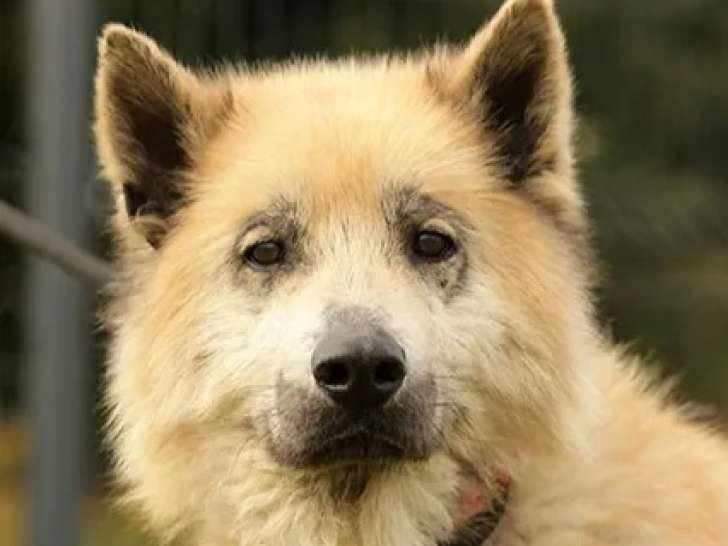 En attente d'un foyer, chien Eurasier de 7 ans
