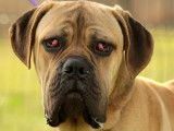 Chien Cane Corso beige prêt pour l'adoption