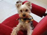 Sam, mâle Yorkshire Terrier de 1 an disponible pour saillie