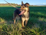 Kaïna, jeune chienne à adopter