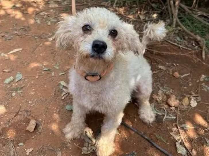 À la recherche d'un foyer : chienne Bichon Frisé de 2 ans