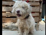 Chien Bichon Frisé de 8 ans en attente d’adoption
