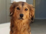 À adopter : chienne fauve