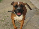 Disponible à l'adoption : chien Boxer de 5 ans