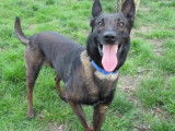 En attente d'adoption : chien Berger Malinois marron