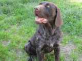 Chien Braque de 4 ans disponible à l'adoption