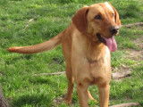 Chien Labrador fauve à la recherche d'un foyer