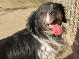 À adopter, chien Épagneul Breton noir et gris