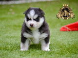 Chiots Pomsky F3+ à vendre