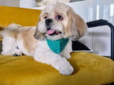 Mâle Lhassa Apso disponible pour saillie