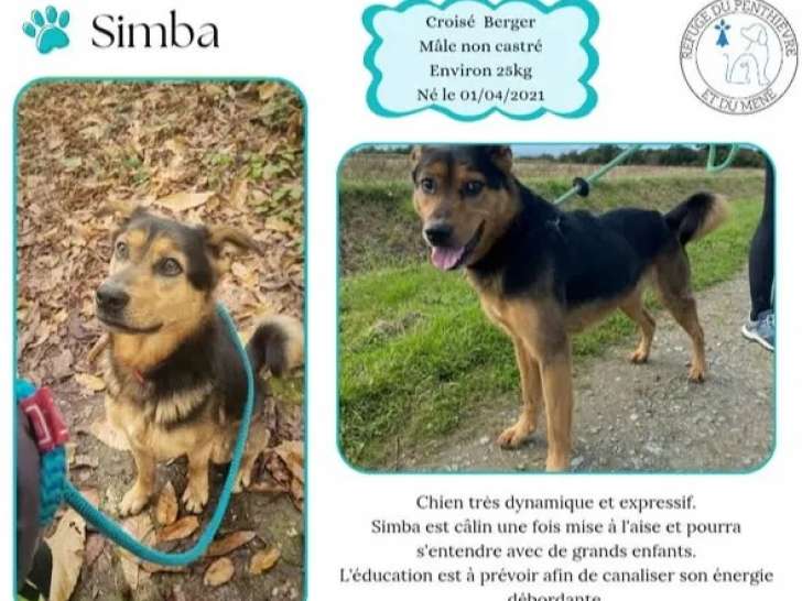 À la recherche d'un foyer : chien noir et feu