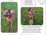 Chienne Berger fauve charbonné à adopter