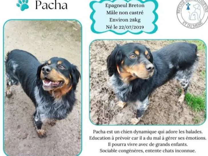 Chien Épagneul Breton tricolore disponible à l'adoption