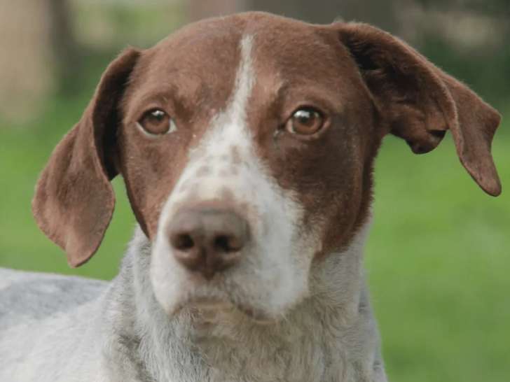 Chienne marron et blanche à la recherche d'un foyer