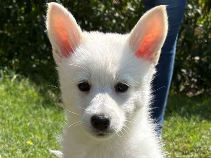 Adorables chiots Pomsky F4 à vendre