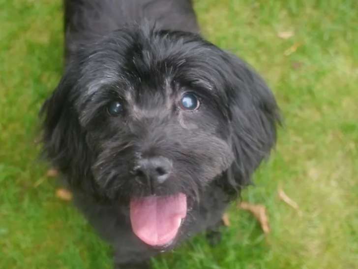 Disponible à l'adoption, chien noir