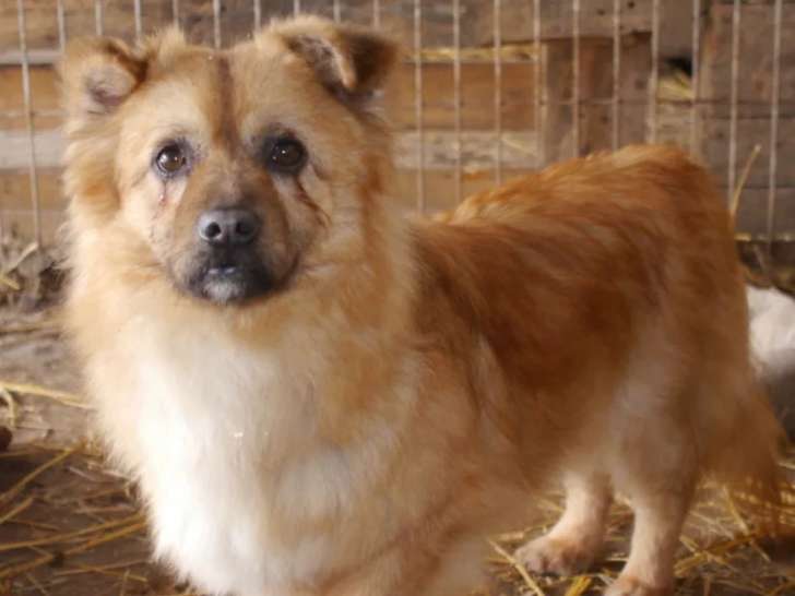 En attente d'adoption, chienne fauve charbonnée