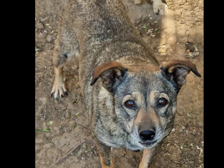 À la recherche d'un foyer, chienne bringée