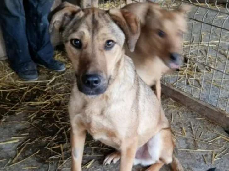 À adopter : chien fauve charbonné