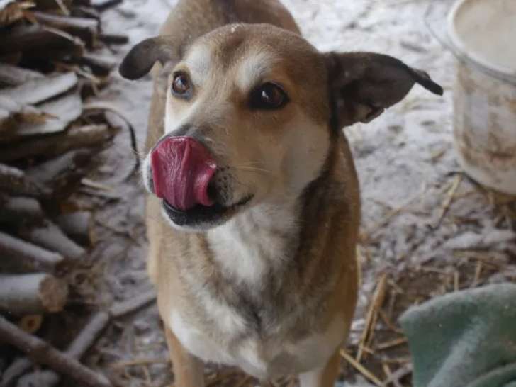 Disponible à l'adoption : chien âgé de 9 ans