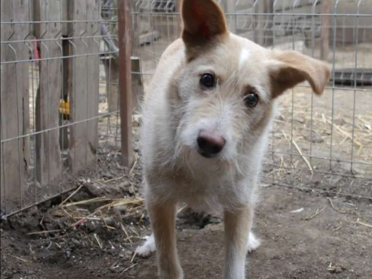 En attente d'adoption : chien adulte
