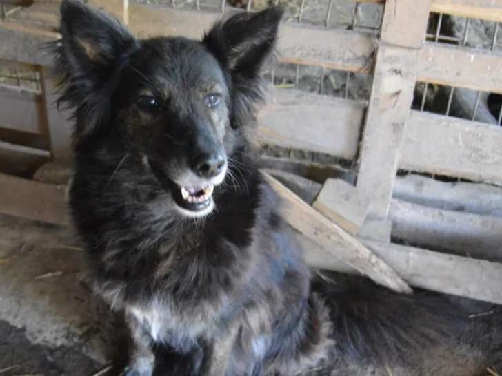 À la recherche d'un foyer : chienne bringée