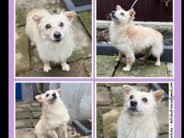 Chien blanc à adopter