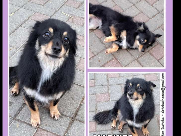 Chienne noire et feu disponible à l'adoption