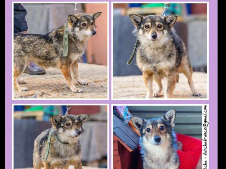 Chienne grise et blanche en attente d'adoption