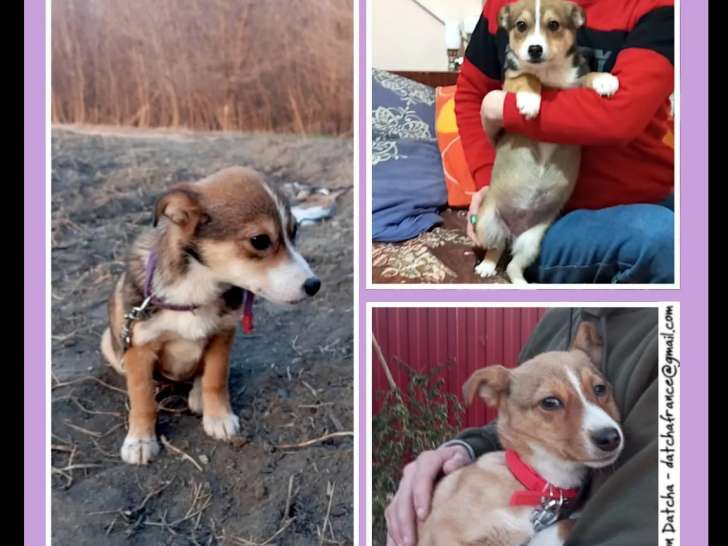 Chiot femelle tricolore en quête d'un foyer