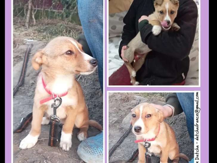 À adopter, chiot femelle roux et blanc