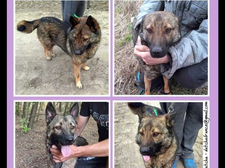 Disponible à l'adoption, chien fauve charbonné
