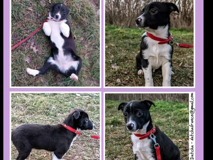 En attente d'adoption, chiot femelle de 3 mois