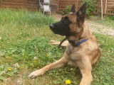 Chien adulte de type Berger Belge Malinois Mâle à donner