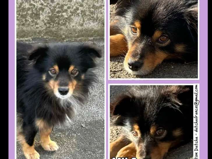 À la recherche d'un foyer, chien noir et feu