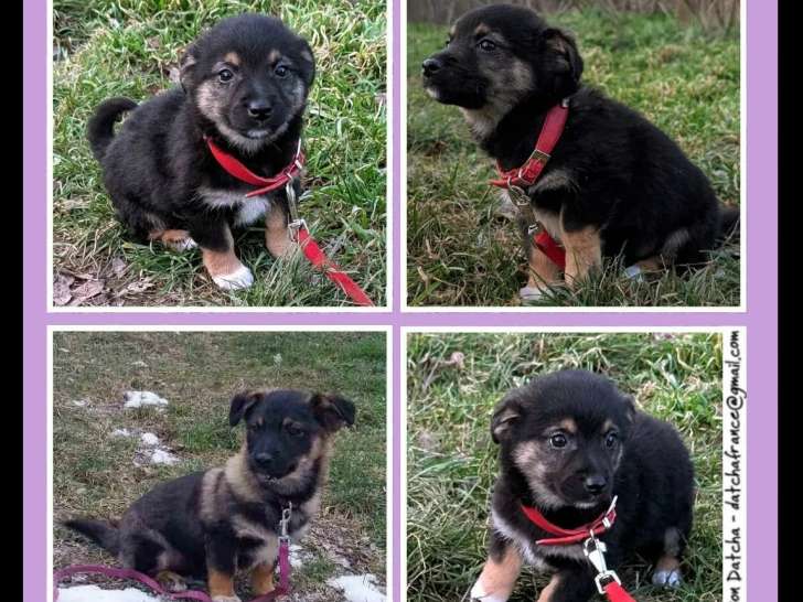 À accueillir, chiot femelle de 3 mois