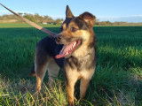 Chienne de 2 ans à adopter