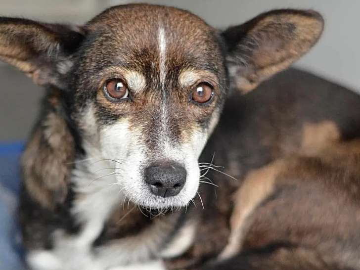 En attente d'adoption, chienne marron et blanche