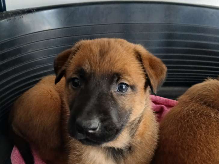 Chiots Berger Belge Malinois