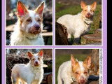 Adoption disponible : chienne rousse et blanche