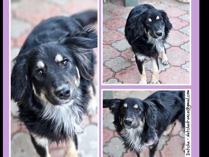 Chien tricolore prêt pour l’adoption
